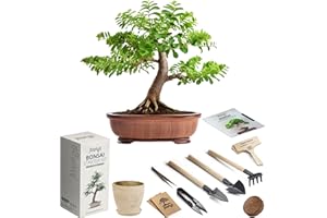 AVERGO Locust Bonsai Starter Kit w/Seeds – 1x Locust Bonsai Tree | Complete Indoor Starter Kit for Growing Plants with Bonsai Seeds, Tools & Planters – Gardening Gifts for Women & Men