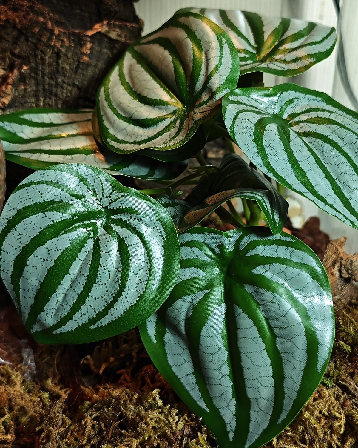 Photo 1 of *2 Pack* PIKAZISO Reptile Plants for Terrarium, Amphibian Habitat Decor Plants with Artificial Stone Base for Gecko Chameleon Snake Tortoise - Fake Peperomia Tetraphylla