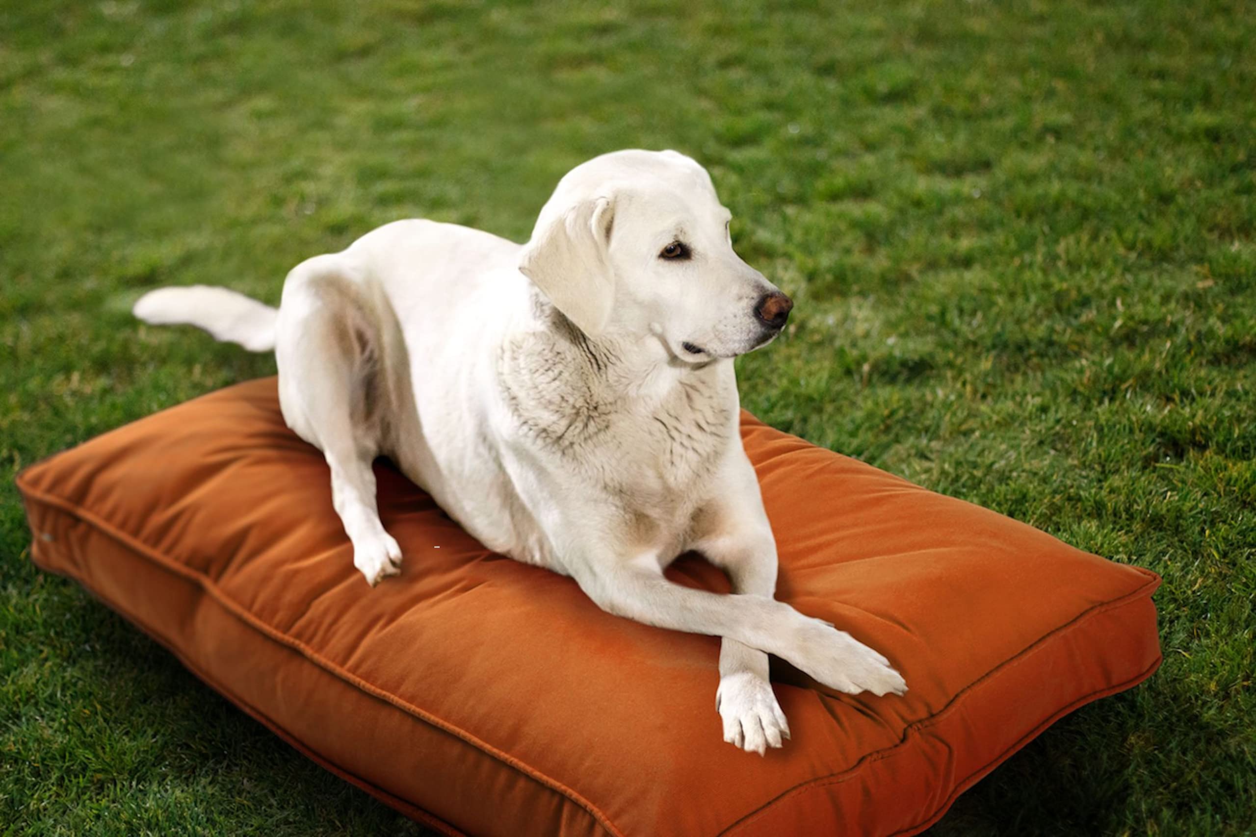 Sunbrella Double Sided Dog Bed for Indoor/Outdoor,Washable Cover & Chew Proof, Pets Mat for Multipurpose, Easy Care & Pet Safe Products for Dogs & Cats (Large, Polyester, Cayenne,40”x30”x 4”)