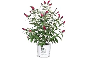PROVEN WINNER 2 Gal. Miss Molly Buddleia Shrub