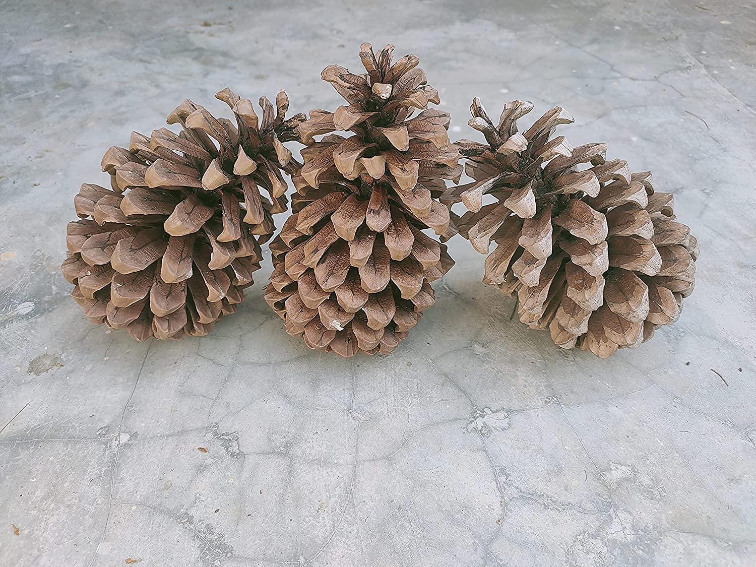 Buy 7 Hill's Chir Pine Cones Natural, Decoration Cones, Christmas Cones