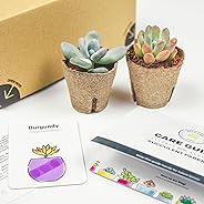 Succulent Studios Subscription Box