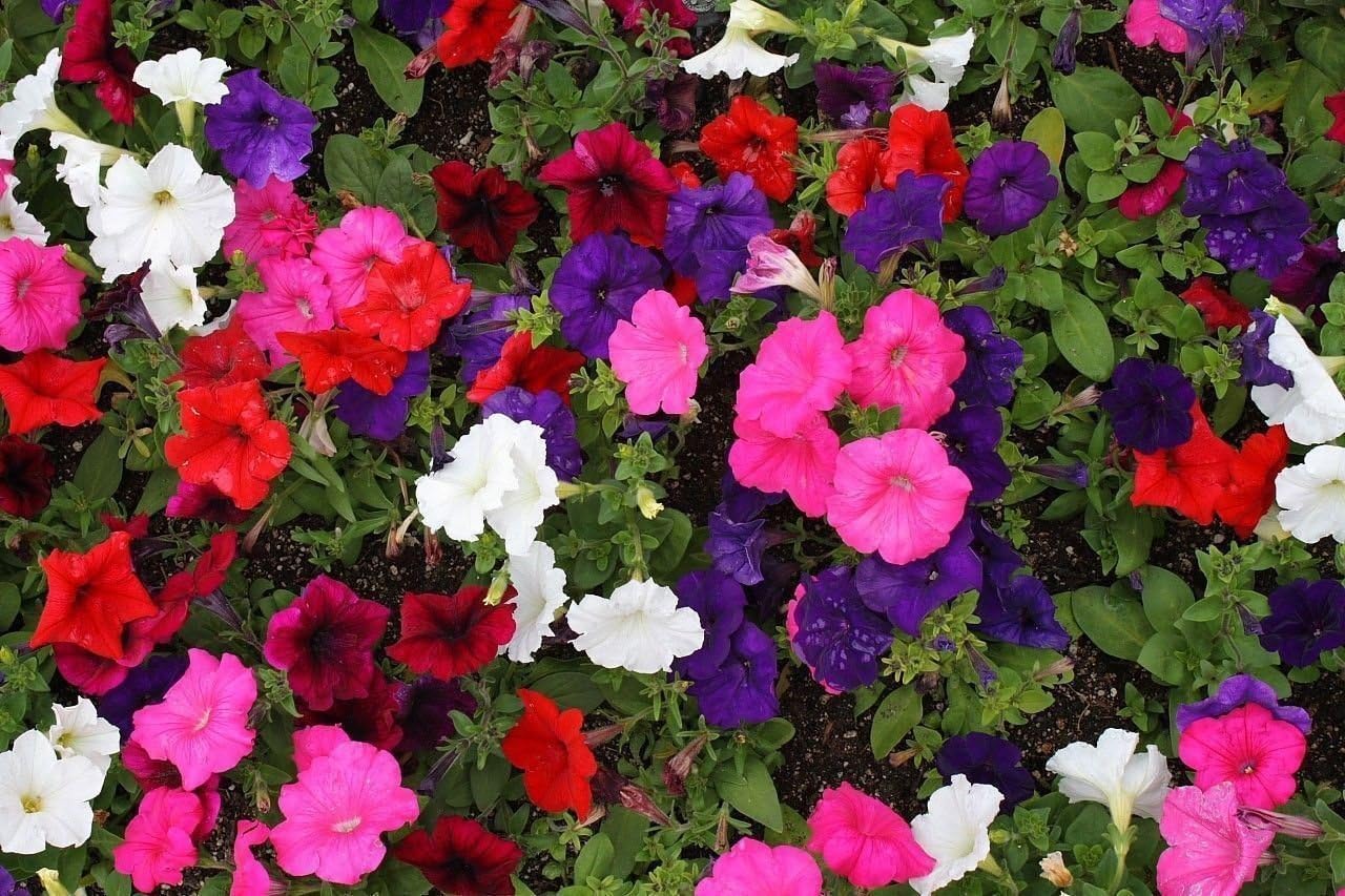 Petunia - Dwaft Mix Color - (5000 Seeds) Flowers Great Ground Cover !