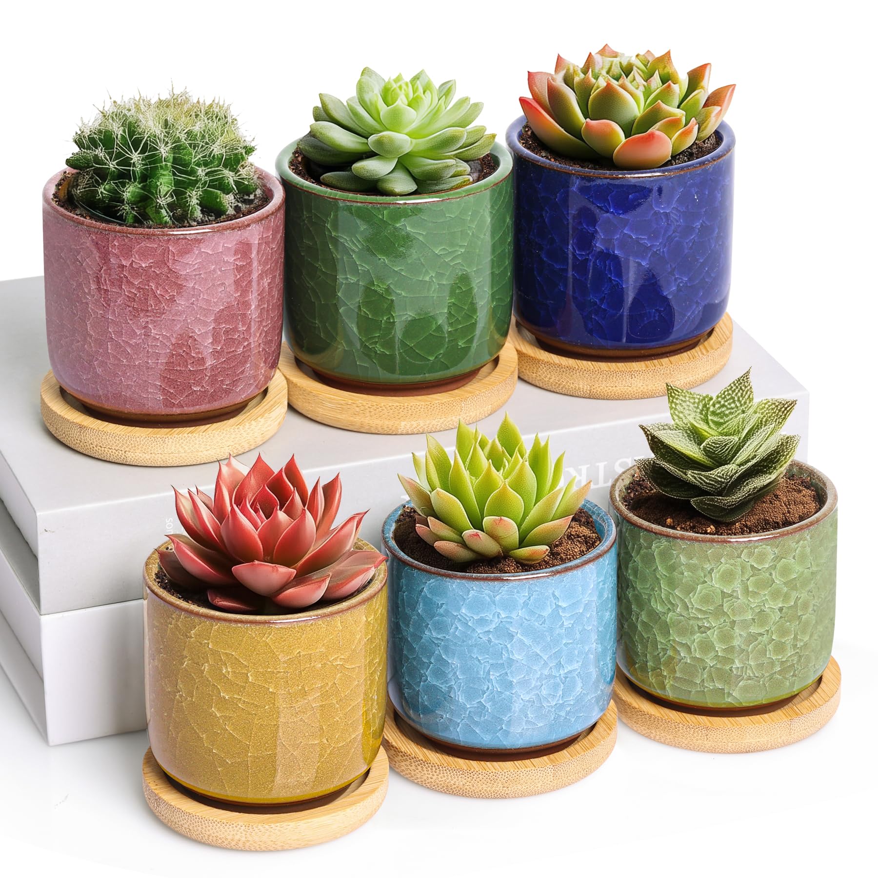 T4U 6cm Succulent Plant Pot Set of 6, Ceramic Cactus Plants Pot with Tray for Cactus, Ice Crack Serial Small Plant Pots for Garden Gifts, Mini Colourful Planter Decoration for Indoor Outdoor Plants