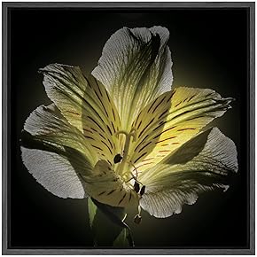 SIGNWIN Framed Canvas Wall Art Yellow Peruvian Lily...