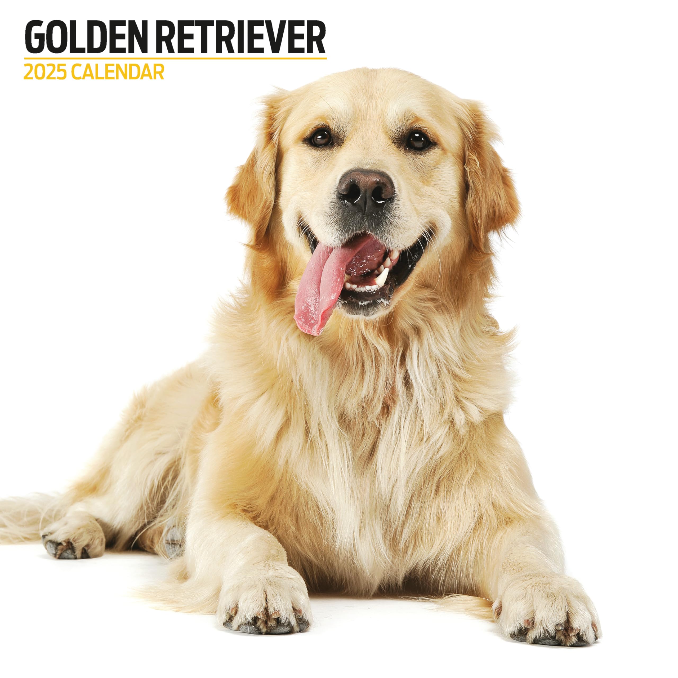 Golden Retriever 2025 Modern Calendar