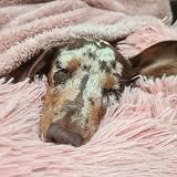 Pet Wiz Soft Fluffy Fleece Blanket Grey 80 x 100cm Medium view 9