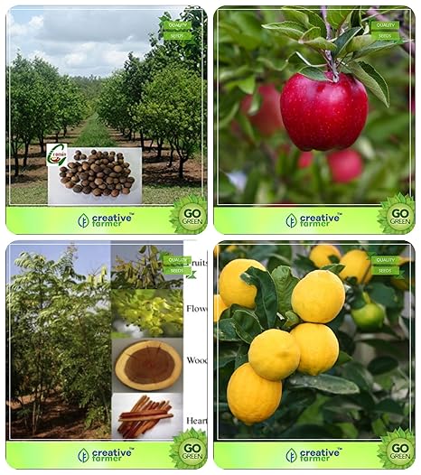 Creative Farmer Conifer & Sacred Tree Seeds Sandalwood Seeds,Apple,Caesalpinia Sappan,Citrus Seeds Combo For Home Garden Shade Tree/Ornamental Tree & Fruit Seeds & Shade Tree & Fruit Seeds Seeds