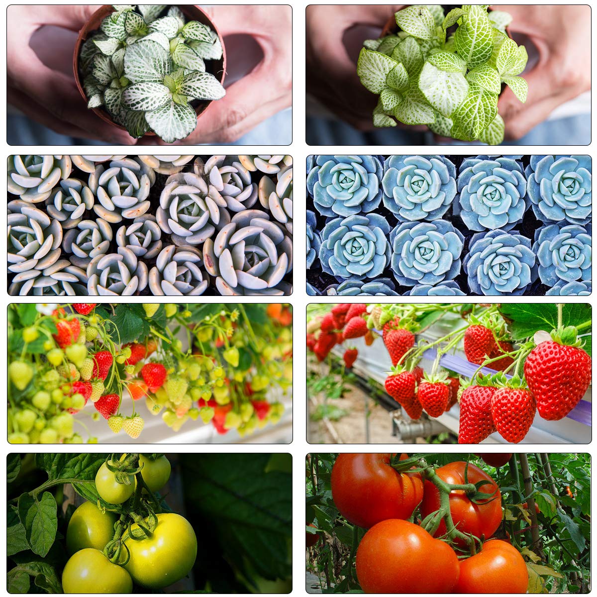 LED Grow Light by ZXMEAN,White 380-730nm Dual Chips Full Spectrum Plant Growth Lamp with Rope Hanger for Indoor Greenhouse Hydroponic Plants Veg and Flower (600W)