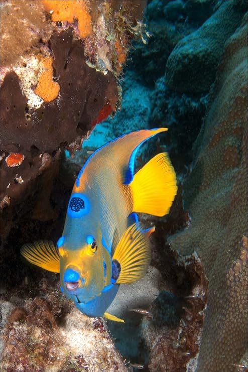 StickersNews - magnet nevera Déco pez exótico 60 x 90 cm Réf 6273 ...