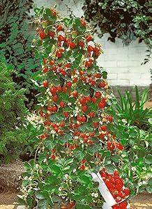 M-Tech Gardens Rare Exotic Tropical Climbing Red Strawberry Hanging Fruit Plant