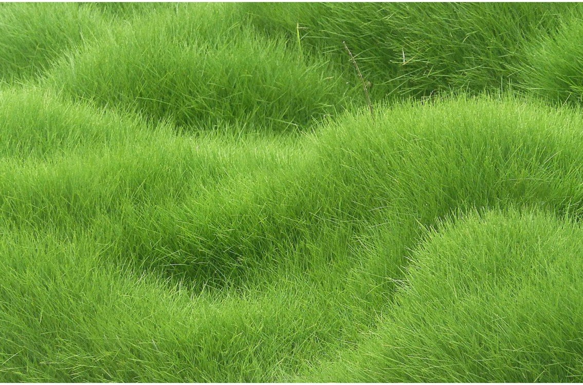 Vajra Seeds Full Green And Soft Lawn Grass 1000 Seeds Packet
