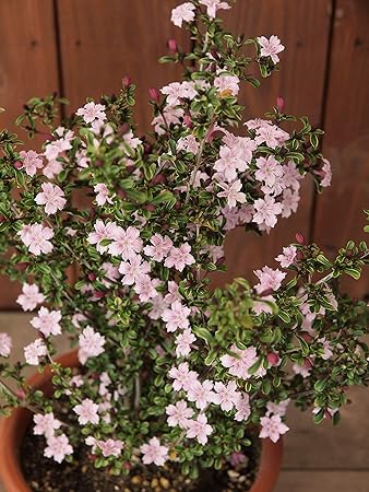 Amazon はなみどり 紅 こう チョウゲ 2 5号ポット 花苗 １株 花