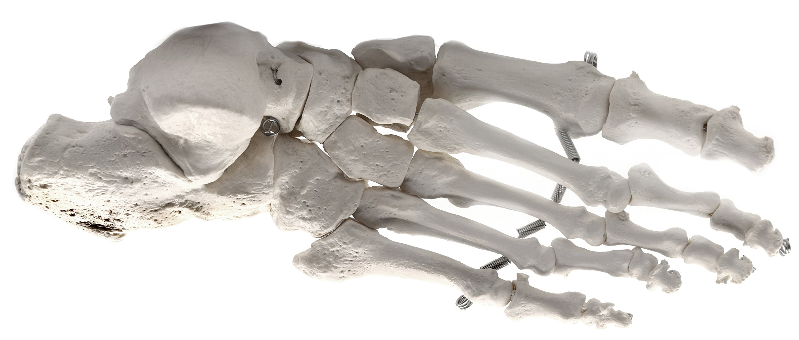 Foot Bone Model, Articulated - Right - Anatomically Accurate Human Bone Replica - hBARSCI