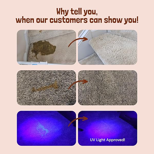 SUNNY & HONEY PET STAIN AND ODOR REMOVER – ENZYME CLEANER FOR DOG URINE AND POOP ON CARPETS AND FURNITURE – STRONG PET CARPET CLEANER SPRAY (1 GALLON FALL SPICE)
