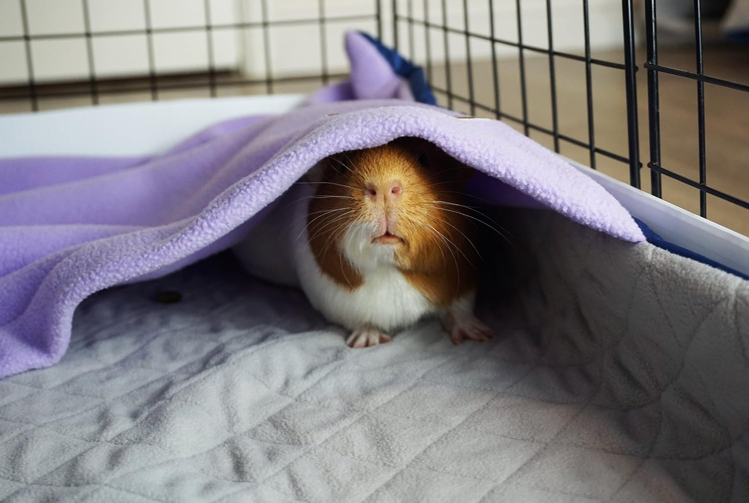 waterproof guinea pig fleece