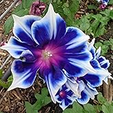 KVITER 100 Blue & White Morning Glory Seeds (Ipomoea) – Perennial Flower Seeds for Planting, Climbing Flowering Vines – Ideal