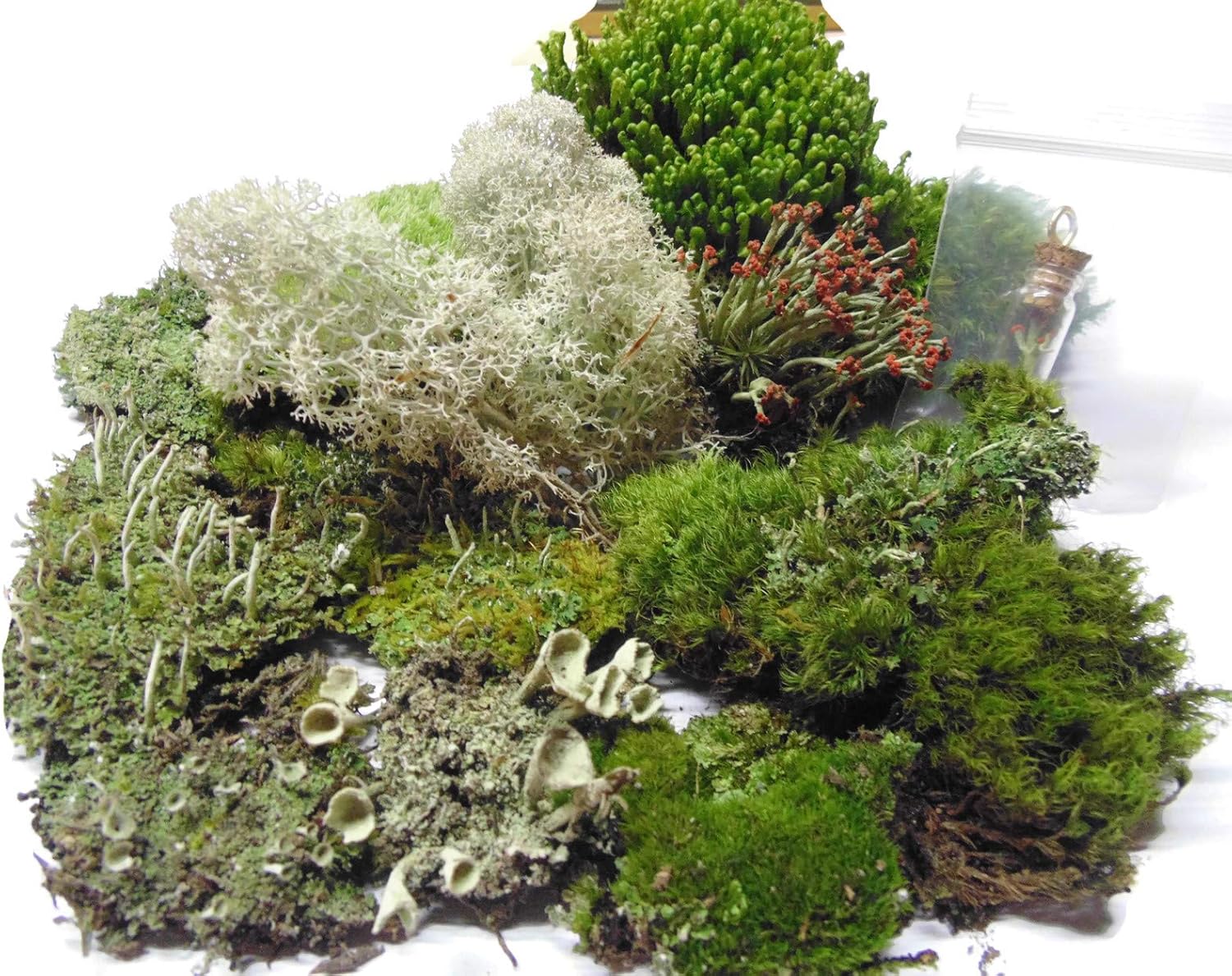 Tin Roof Treasure Super Fairy Garden Assortment Moss and Lichen for Terrarium, 6"x9" Bag: Garden & Outdoor