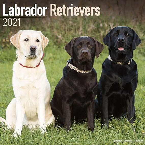 in which country is the region of labrador after which the breed of dog was named