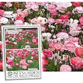 Double Shirley Mix Poppy Seeds for Planting, 3000+ Flower Seeds Per Packet, (Isla's Garden Seeds), Non GMO &amp; Heirloom Seeds, Botanical Name: Papaver rhoeas, Great Poppies for a Gift