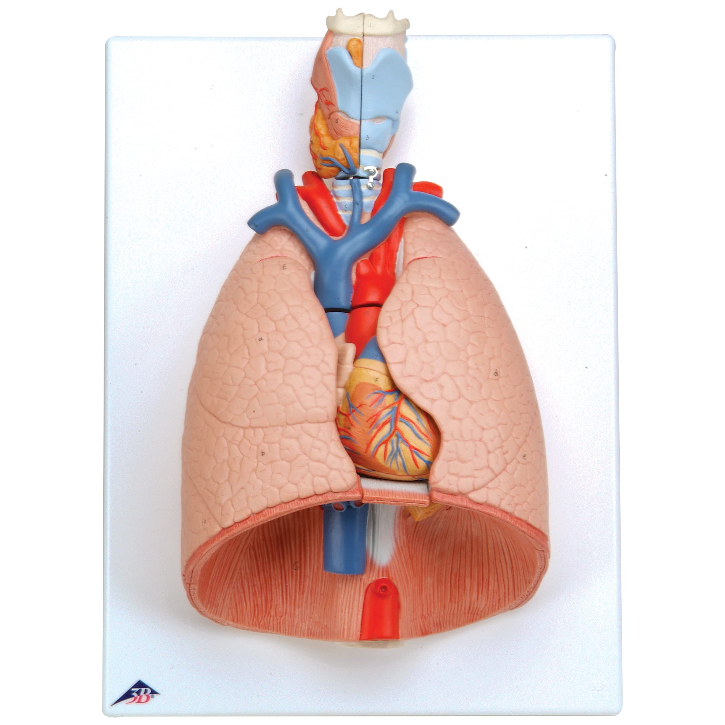 3B Scientific Lung Model with larynx 7 Part + free anatomy software - 3B Smart Anatomy G15