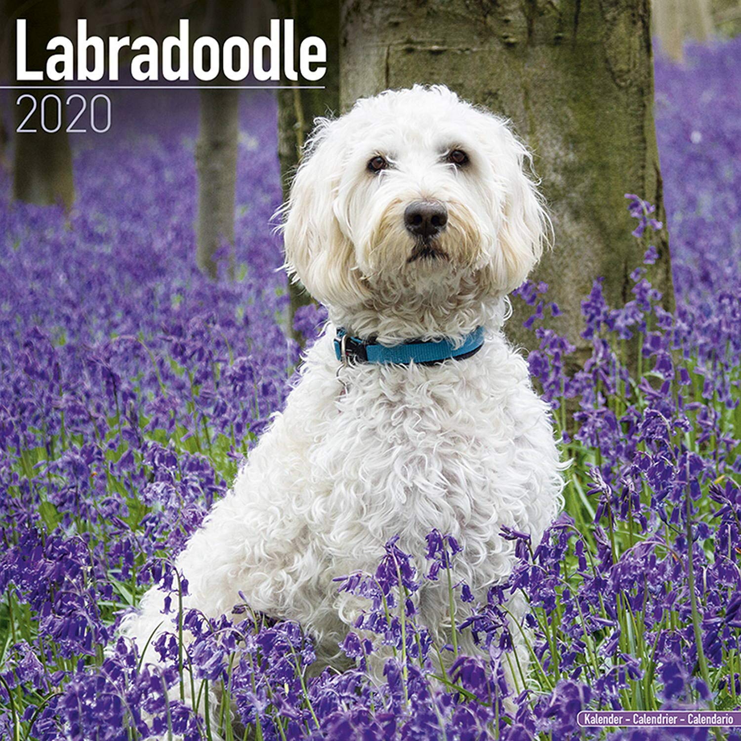 lavender dog breed