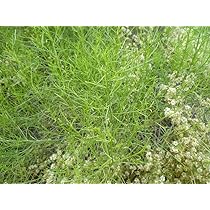 Amazon Com 75 Saltwort Okahijiki Japanese Greens Salsola Komarovii Leaf Vegetable Seeds Patio Lawn Garden