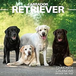 2026 Wall Calendar Labrador Retriever Planner