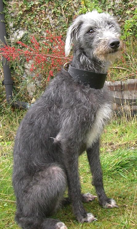 lurcher collars amazon