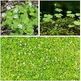 10000+ White Irish Moss Seeds for Planting, Non-GMO Moss Ground Cover Plant Creeping White Flower Green Carpet Clover Seed for Planting Garden Yard Lawn