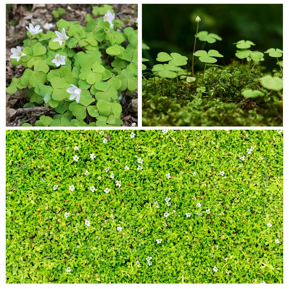 Photo 1 of 10000+ White Irish Moss Seeds for Planting, Non-GMO Moss Ground Cover Plant Creeping White Flower Green Carpet Clover Seed for Planting Garden Yard Lawn