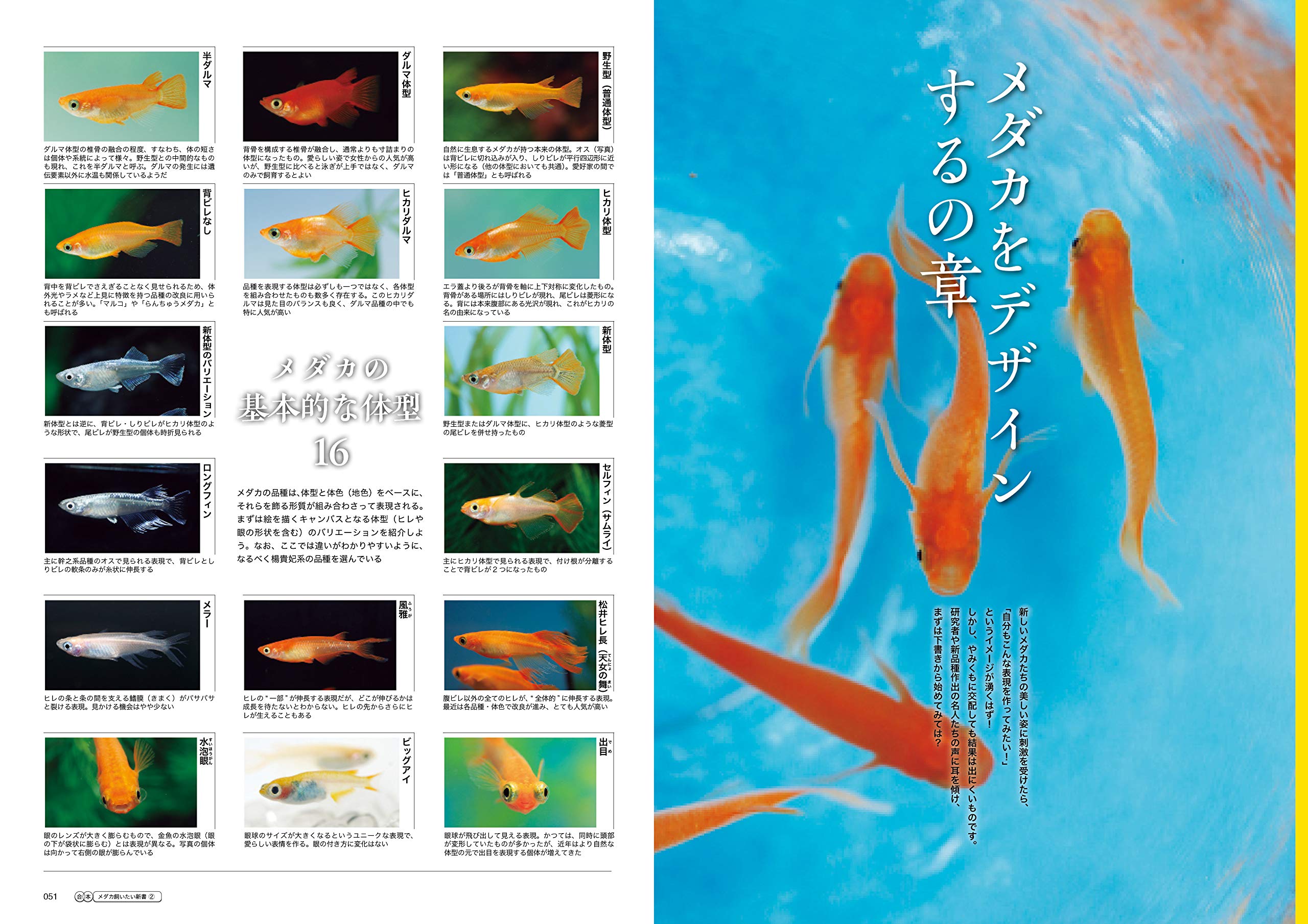 メダカ飼いたい新書2 Aqualife合本 本 通販 Amazon
