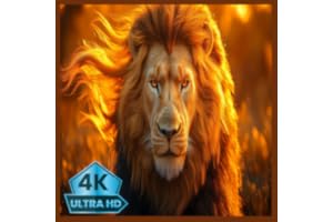 Majestic Lion Resting Ambient Nature TV Screensaver