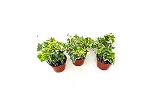JM BAMBOO Gold Child English Ivy -3 Pack 3'' pots -Groundcover House Plant