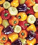 Burpee Carnival Mix Hybrid (Organic) Sweet Pepper