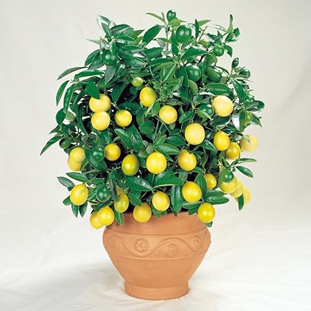 Amazon Com Meyer Dwarf Lemon Tree 35 Seeds Indoor Outdoor
