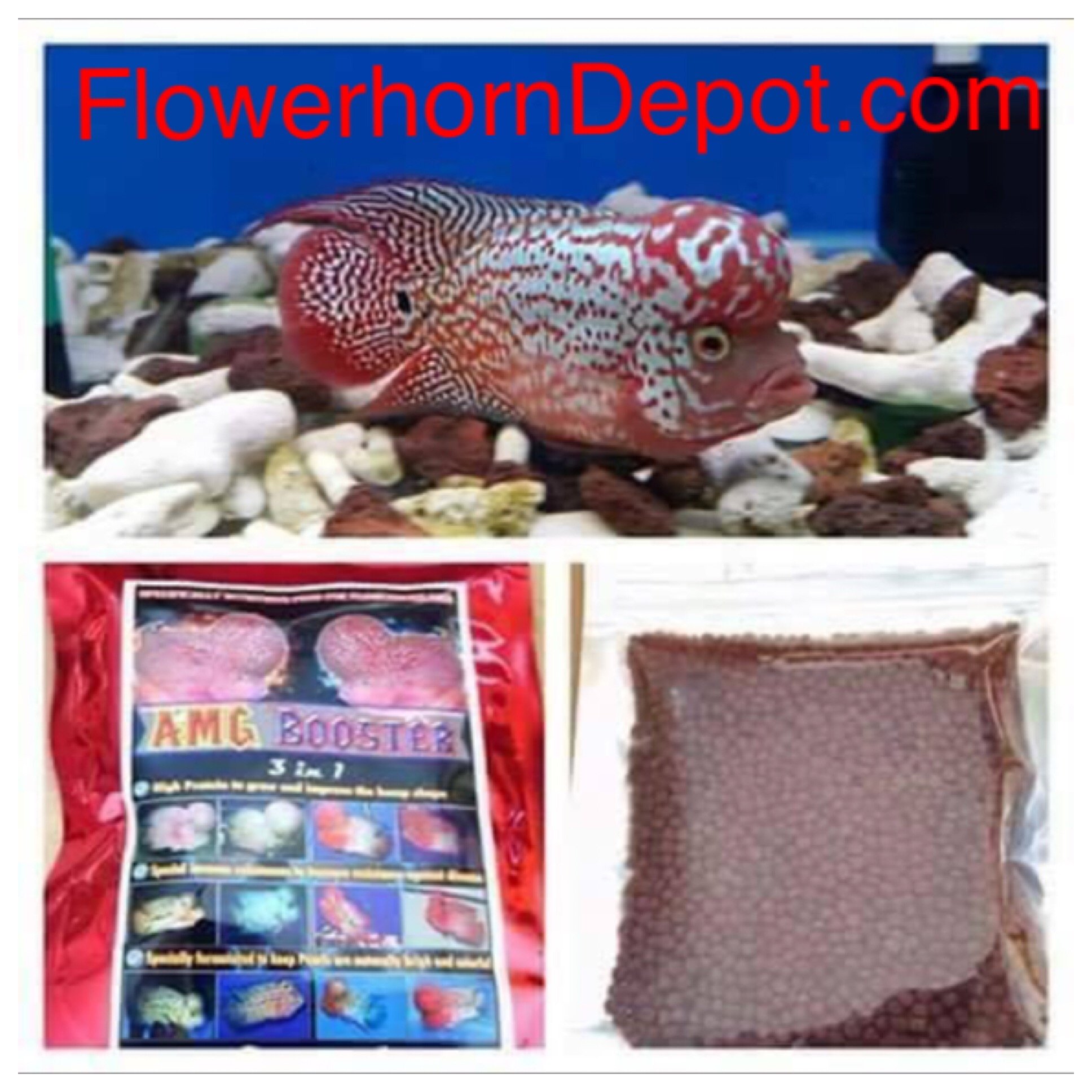 AMGBOOSTER FLOWERHORN Food (Medium) Buy Online in UAE. Pet Supplies