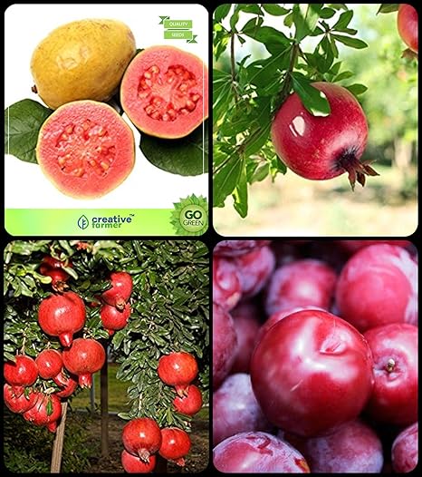 Creative Farmer Conifer And Other Tree Guava,Pomagranate,Pomagranate Nana,Plum Combo For Home Garden Fruit Seeds & Fruit Seeds Seeds