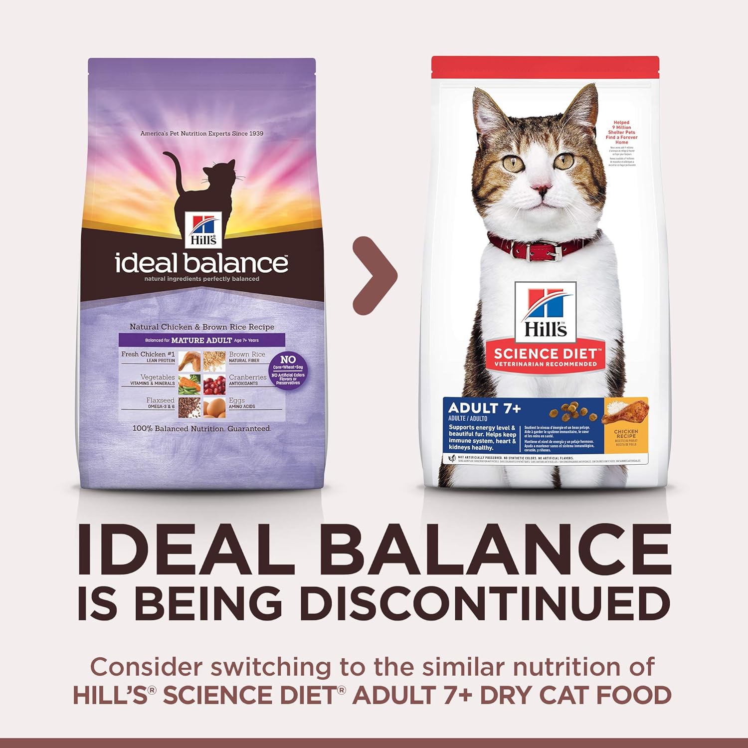 hills natures best cat