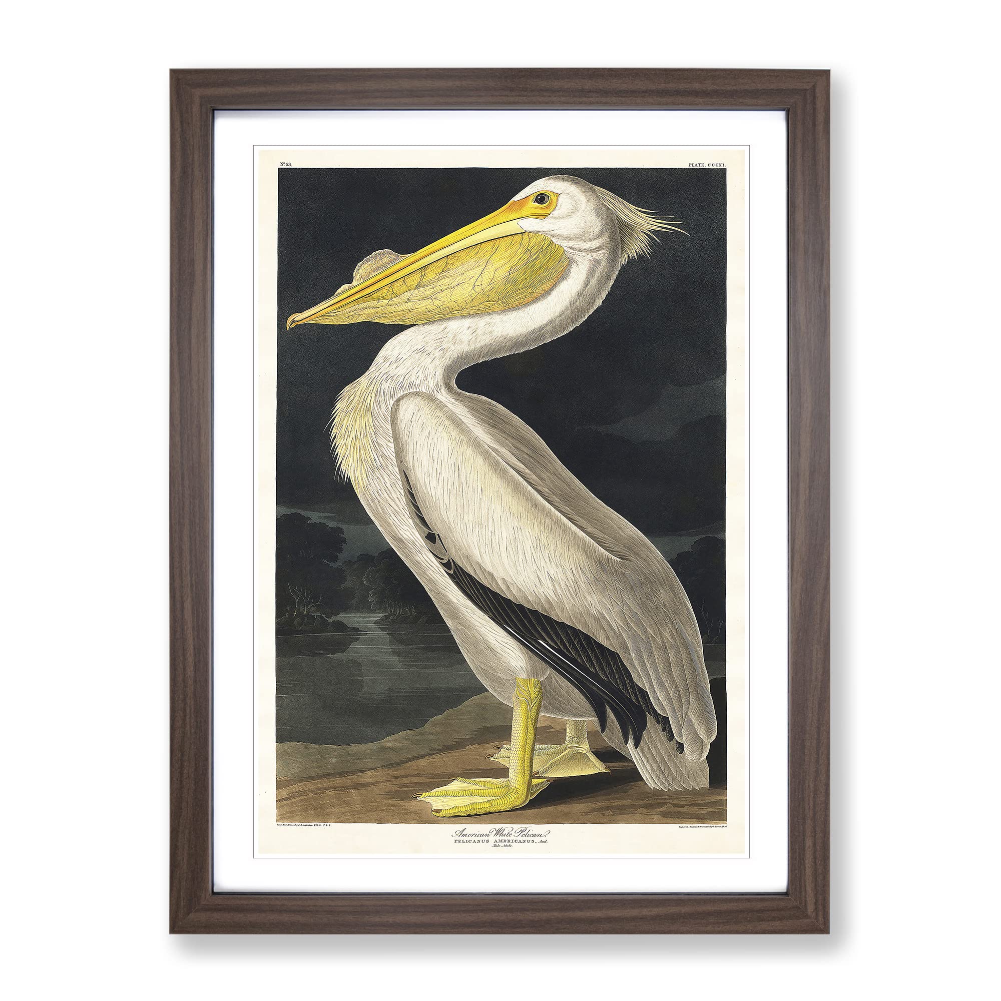 American White Pelican By John James Audubon Vintage Framed Wall Art Print, Ready to Hang Picture for Living Room Bedroom Home Office Décor, Walnut A4 (34 x 25 cm)