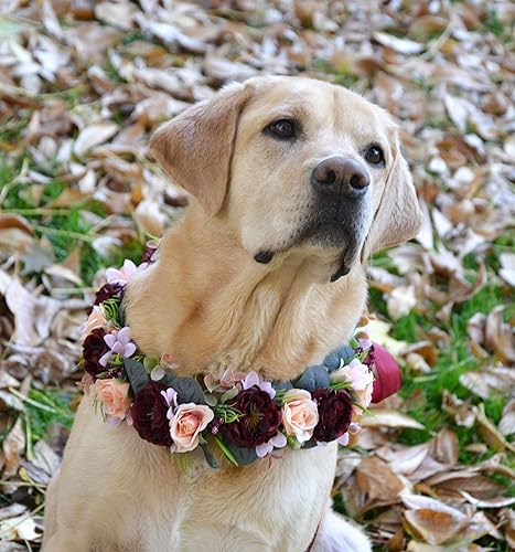 labrador wedding outfit