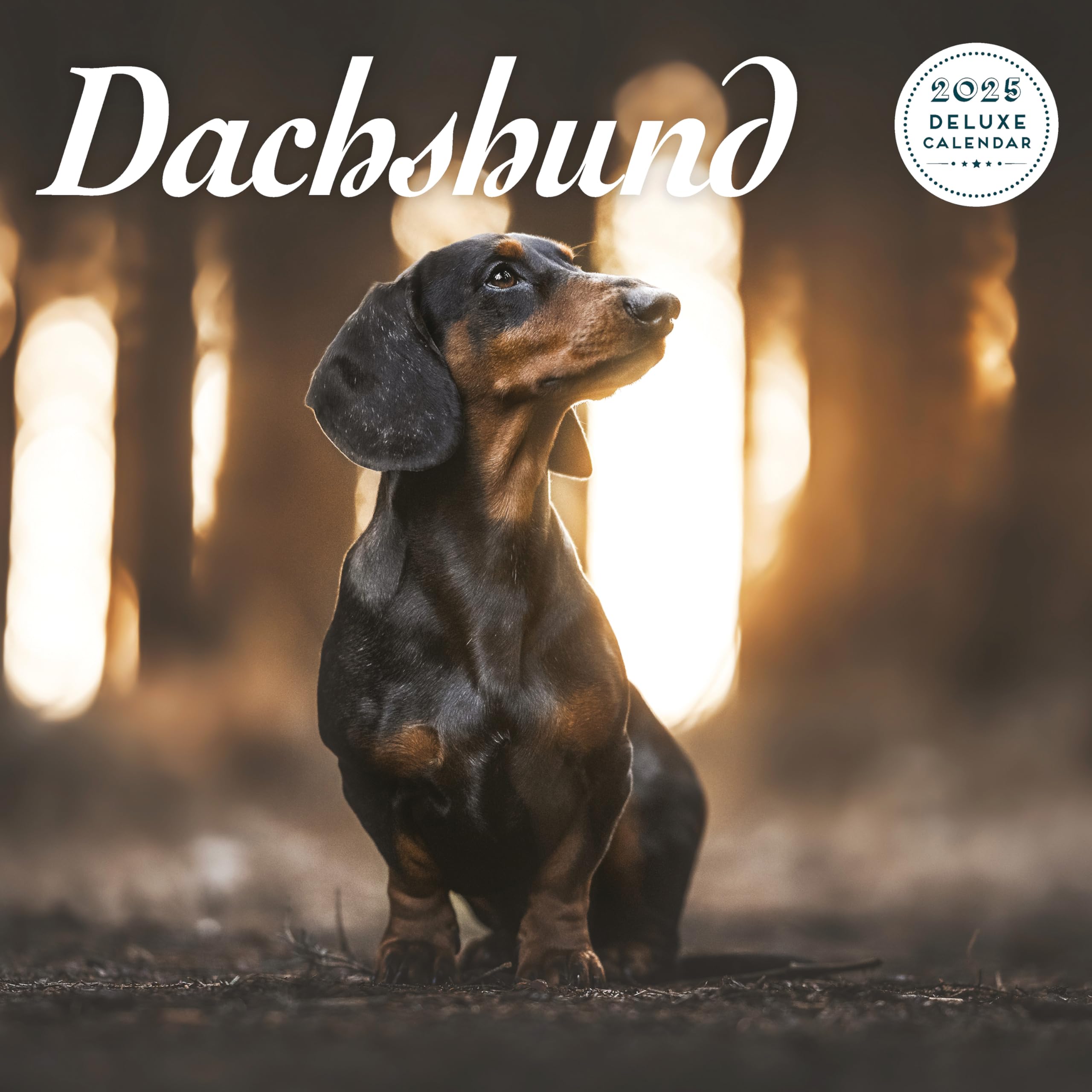 Dachshund 2025 Deluxe Calendar