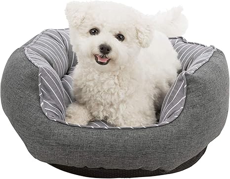 Yorki Malteser Welpe Hundin Malteser