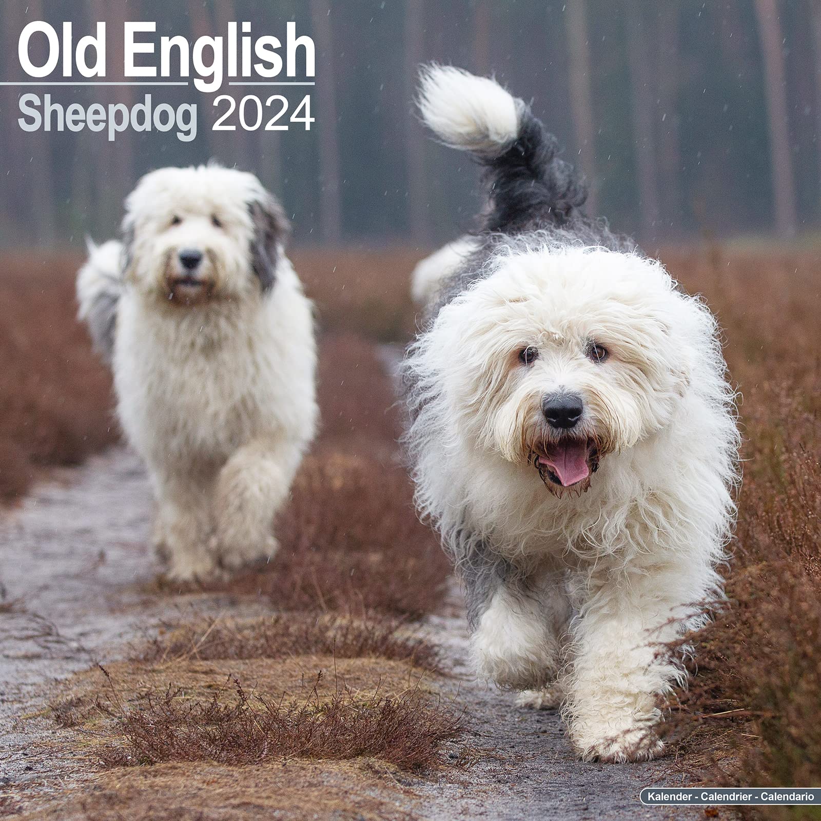 Old English Sheepdog Calendar 2024 Square Dog Breed Wall Calendar - 16 Month