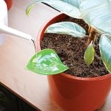 Bubblegum Stuff Foliage Funnels - 6 Stylish Watering Tools for Plants view 3