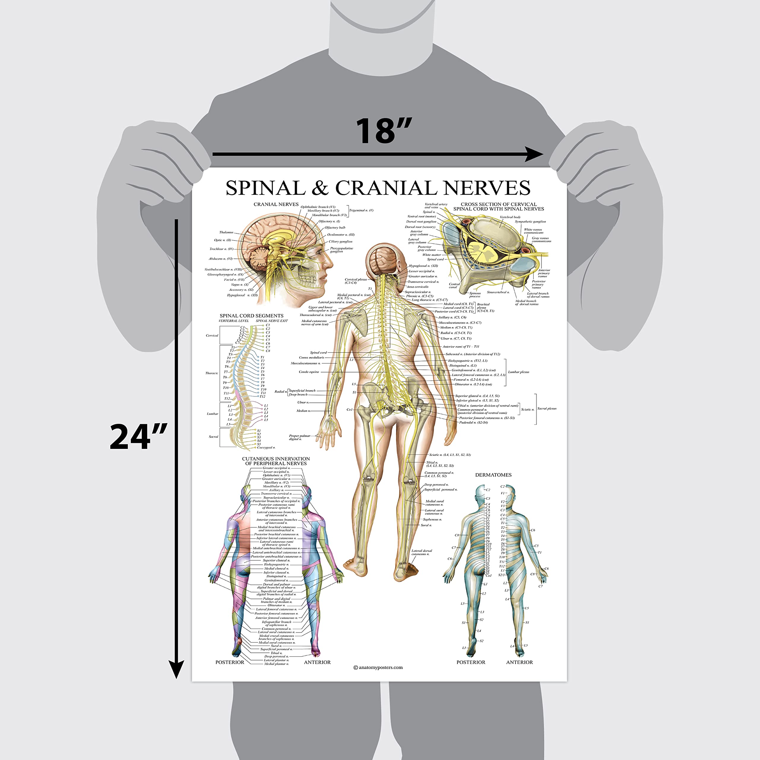 Spinal Nerve Chart.pdf Mua 2 Pack: Spinal and Cranial Nerves + Disorders of the Spine Poster ...