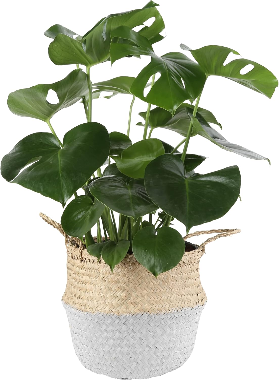 suncast pt4500 cedar potting bench on Ctlmed Aixe46m