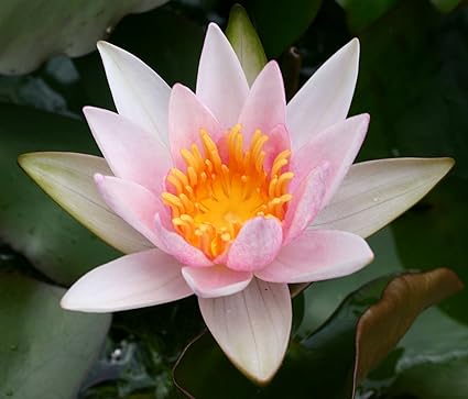 Amazon Com Pink Water Lily Laydekeri Lilacea Se Vende Como Bare Root Jardin Y Exteriores