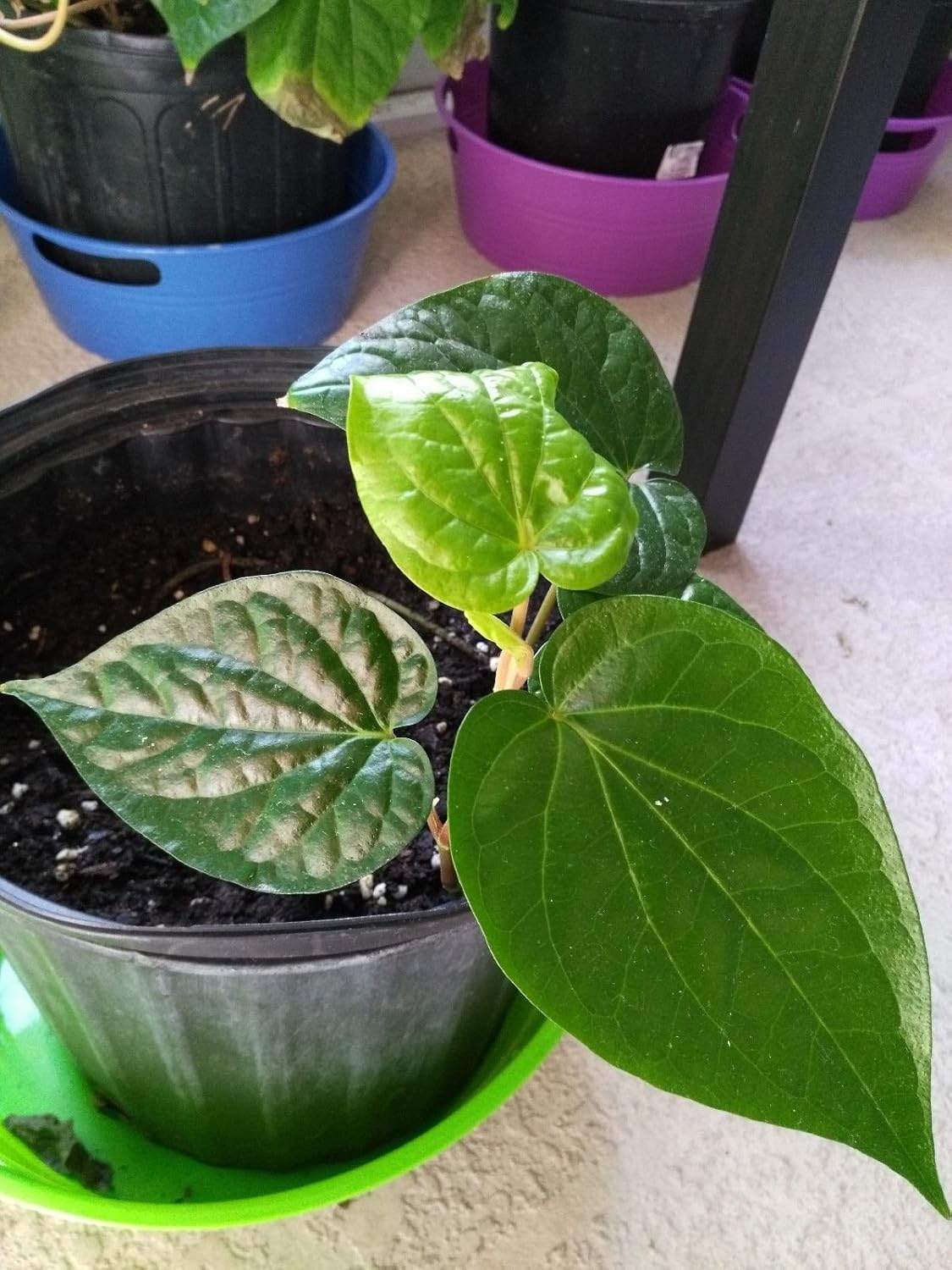 maycintadamayantixibb Betel Leaf Plant Piper Betle