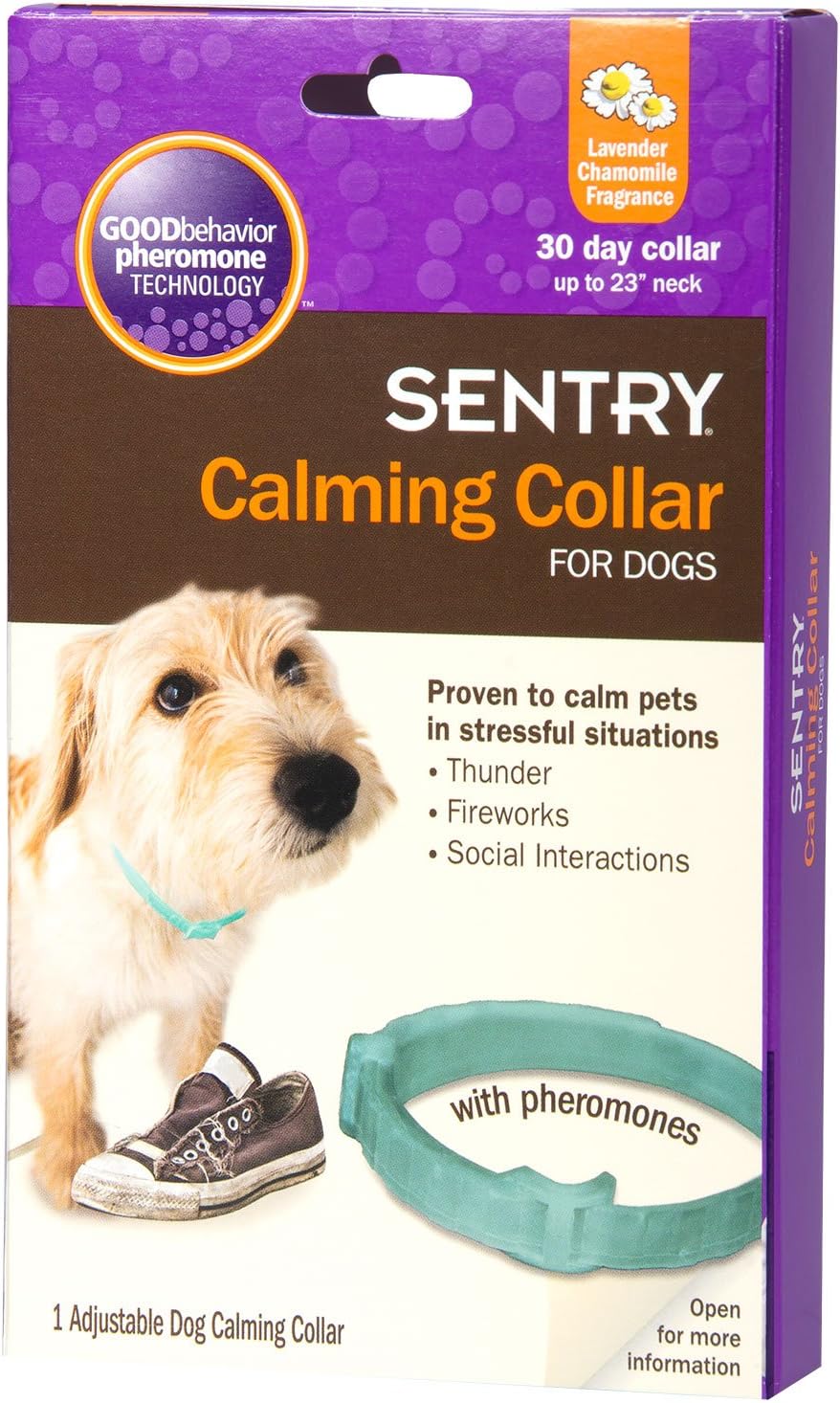 rottweiler training classes near me